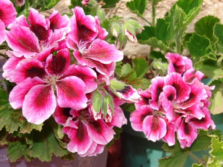 Plantings15